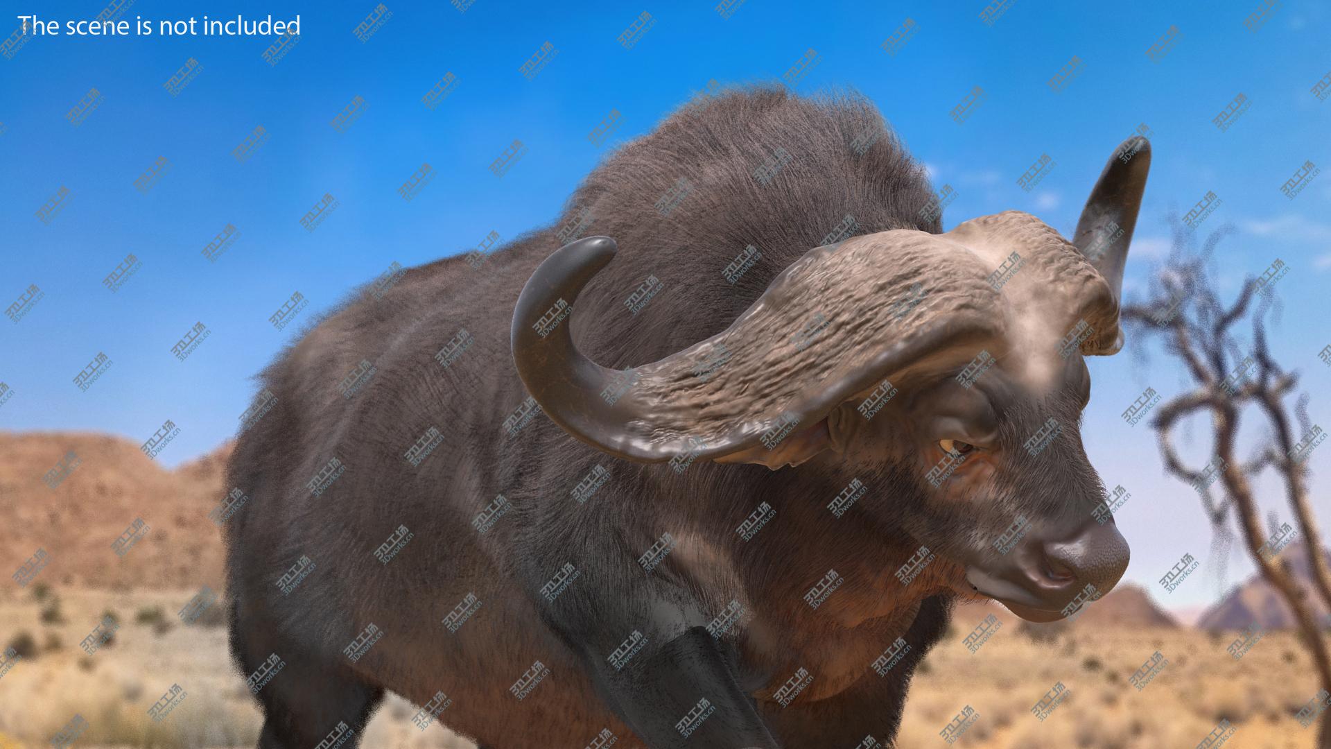images/goods_img/202104093/African Buffalo Attacking Pose with Fur 3D model/5.jpg
